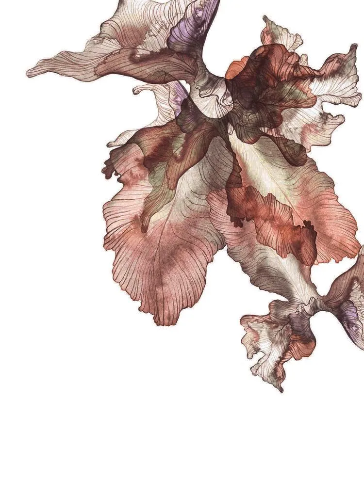 Gift of Nature — Iris I